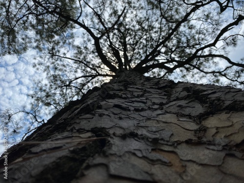 Arbol, ramas, tronco (Tree, trunk, branches)