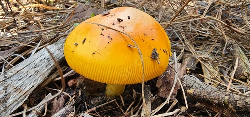 Hongos, Reino fungi, Mexico, Huevo de Rey, Amanita caesarea, monte (Mushrooms, Mexico, King's Egg, Amanita caesarea, mount)