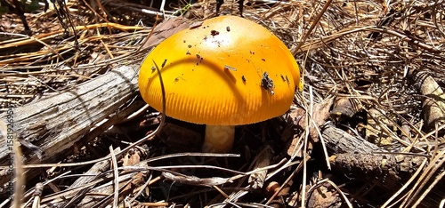 Hongos, Mexico, Huevo de Rey, Amanita caesarea, monte (Mushrooms, Mexico, King's Egg, Amanita caesarea, mount)
