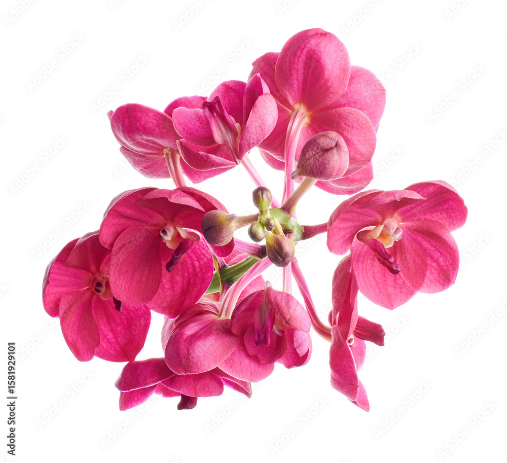 Obraz premium Vanda Orchids, Pink Orchids isolated on white background, with clipping path