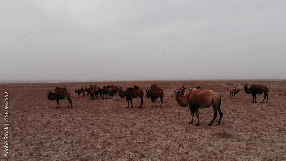 Xinjiang Road Trip Landscape with Camels Solar Plant River Xinjiang Road Trip Landscape with Camels Solar Plant River