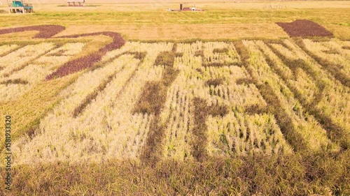 Aerial View of Rice Paddy Art at Red Beach Rice Park