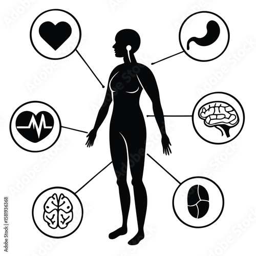 internal organ layout illustration silhouette vector