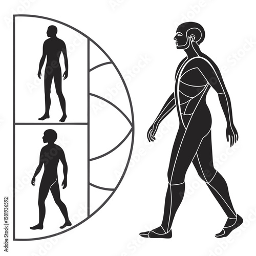 biological structure visual chart silhouette vector