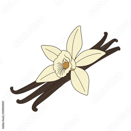 Vanilla Bean Blossom: Culinary Flavor and Fragrance