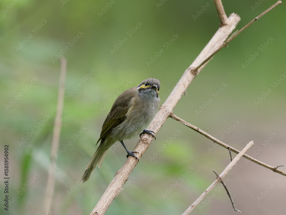 Fototapeta premium Yellow-faced Honeyeater (Caligavis chrysops) perched on a thin branch with bokeh green bush background