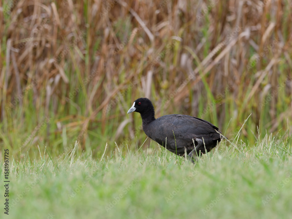 Eurasian coot or Australian Coot (Fulica atra) standing on green grass with wetland and reeds in background Eurasian coot or Australian Coot (Fulica atra) standing on green grass with wetland and reeds in background