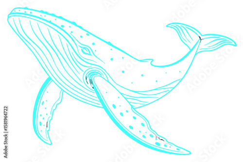 A majestic humpback whale swims gracefully in the ocean