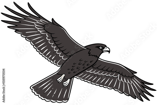 A darkcolored hawk flies with its wings spread open