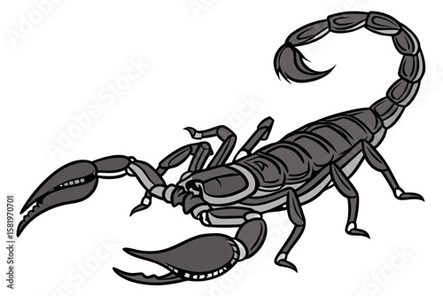 A scorpion with its tail raised and claws ready