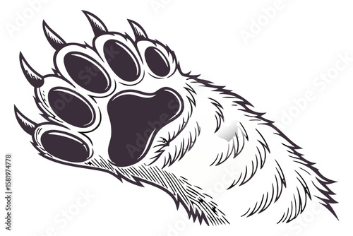 A detailed illustration of a bear paw with sharp claws