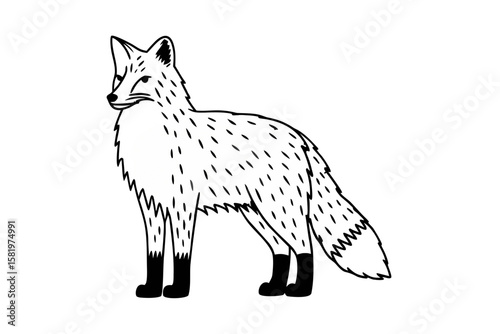 A standing fox with a bushy tail isolated on white
