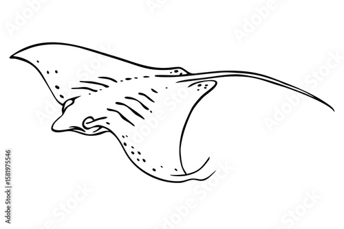 A stingray with wings spread wide in the sea