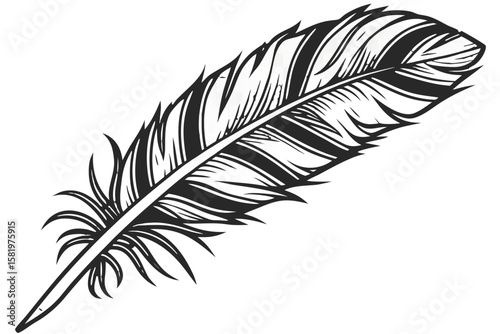 A single black feather isolated on a white background