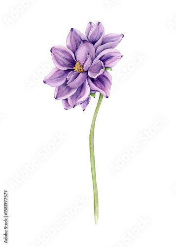 Purple watercolor dahlia flower on a long stem, side view.