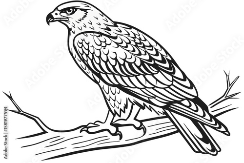 A hawk perches on a branch in this outline drawing
