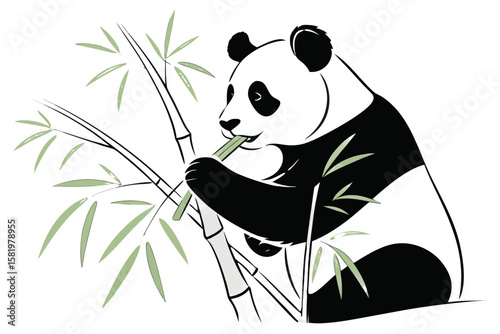 A panda bear chews on a bamboo stalk