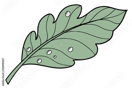 A single green oak leaf with water droplets