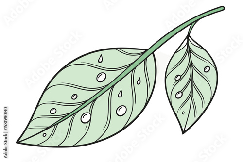 Two green leaves with water droplets on a stem