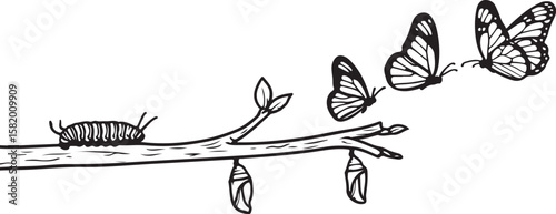 Caterpillar butterfly metamorphosis on branch life cycle