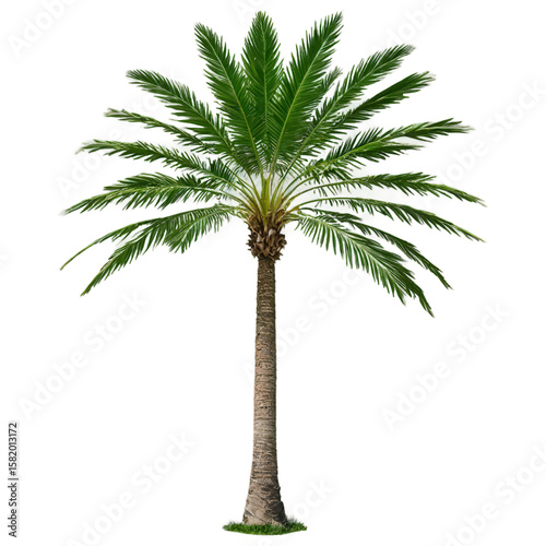 Palm Tree Serenity: A solitary palm tree stands tall, its fronds gracefully reaching towards the sun, showcasing the elegance and tranquility of the tropics.