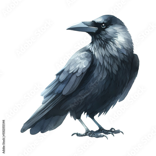 Isolated raven illustration black bird drawing gothic crow artwork design image on transparent background