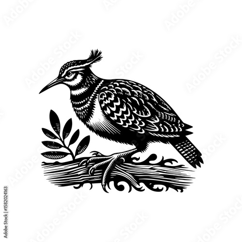 bird of prey