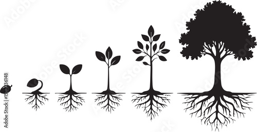 Seedling growth to mature tree with roots plant growth stages sprout
