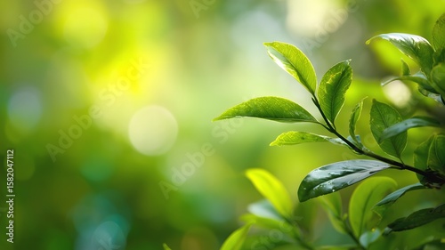 Une plante de feuilles verte dans la nature, fine pluie, environnement écologique de la RSE