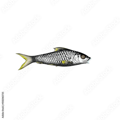 A detailed illustration of a small, silvery fish with dark markings, showcasing its scales and fins against a white background.
