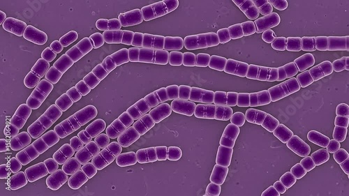 Microscopic Closeup of Purple Bacterial Chains