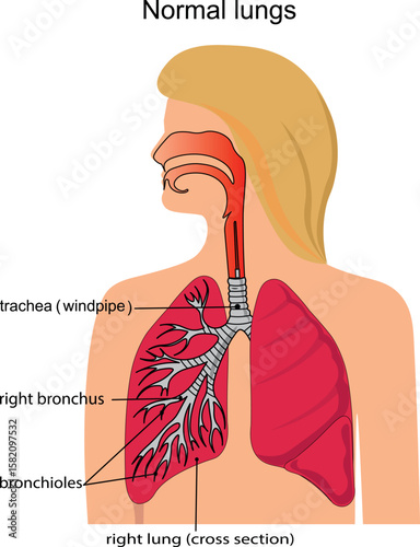 human lungs illustration