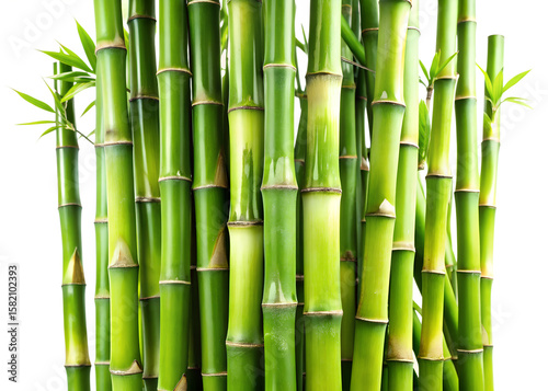 Vibrant green bamboo stalks with lush leaves grow closely together against a clean transparent background