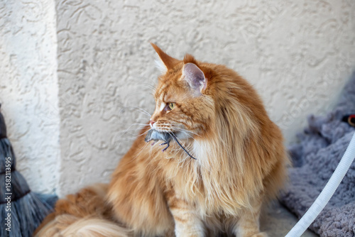 A red Maine Coon cat holds a captured mouse in his teeth