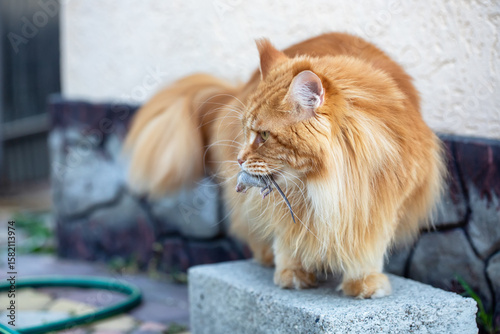 A red Maine Coon cat holds a captured mouse in his teeth