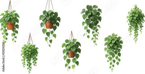 Trailing heartleaf greenery—six symmetrical hanging plants with cascading vines isolated on pristine white.