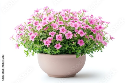 Wallpaper Mural Delicate pink flowers bloom abundantly a small burst of joy in a simple ceramic in white background. Generative Ai Torontodigital.ca