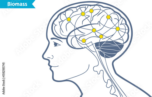 human brain nerve system diagram side view