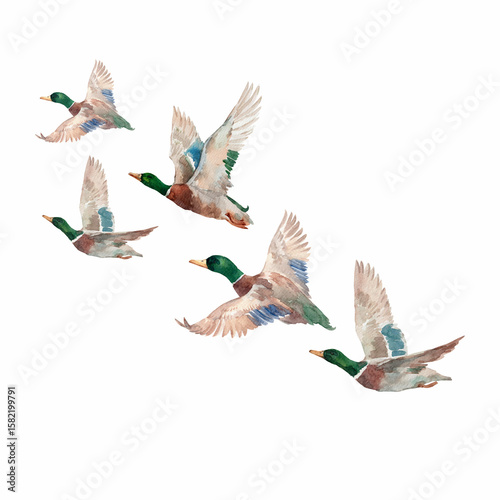 Papier peint Flock of flying watercolor hand drawn ducks mallard birds in motion, hand-painte