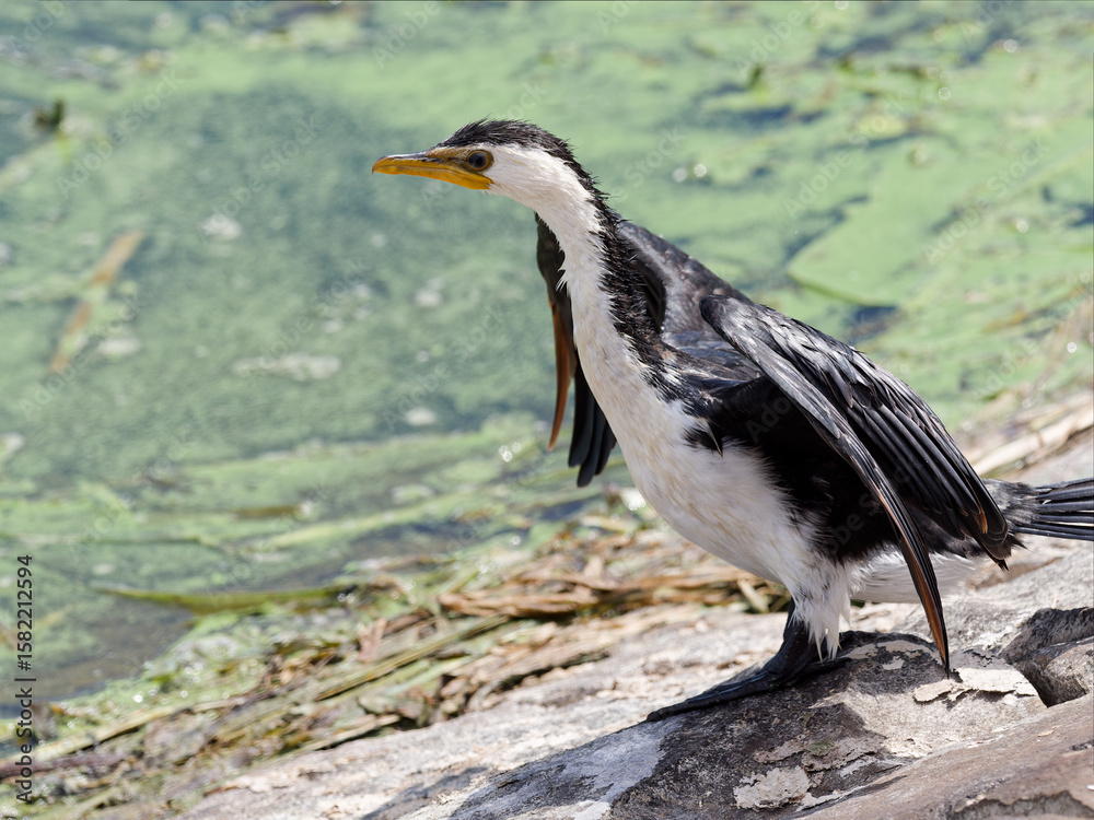 Fototapeta premium Little Pied Cormorant, Little Shag or Kawaupaka (Microcarbo melanoleucos) walking along the stone embankment of a dam,