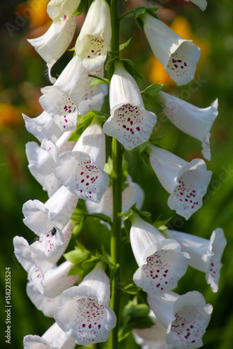 White foxglove in full bloom, close-up, Alaska