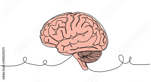 Understanding the human brain how it works and its functions explained simply