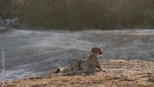 A male cheetah resting in golden light
