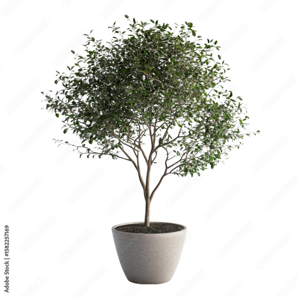 Obraz premium Lush green tree in a pot serene and peaceful nature indoors