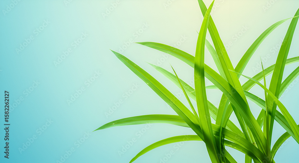 Fototapeta premium Fresh green leaves against a light blue backdrop