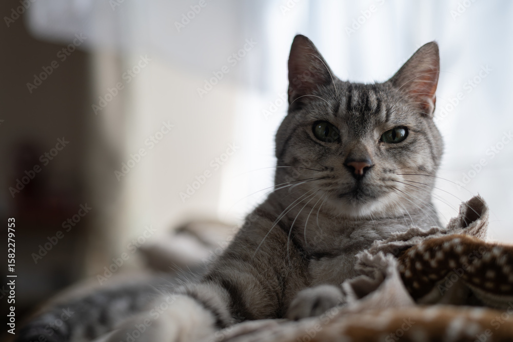 見つめる可愛い猫 サバトラ猫 見つめる可愛い猫 サバトラ猫