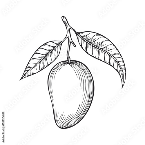 Vintage botanical mango line drawing with branch and leaves