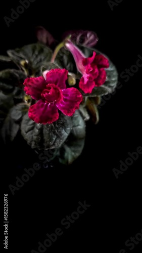 Nature background image. Close-up and Seamless looping of red flower. flowers of sinningia tree. Selective focal of flowers and Space for text entry.