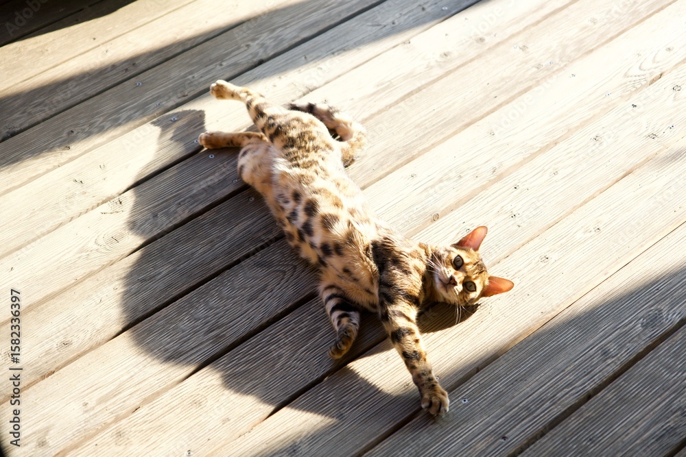 Obraz premium Katze, Bengale