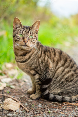 Wallpaper Mural 田舎道に一匹の野良猫 Torontodigital.ca